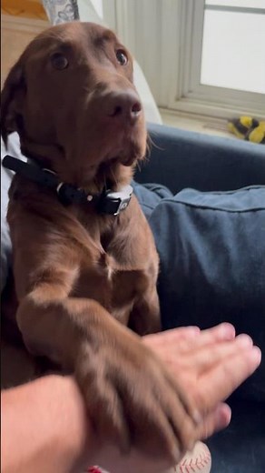 Me teaching my chocolate lab cubbie a trick ( paw on hand )