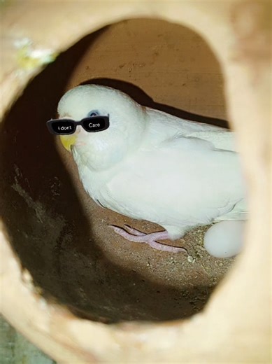 Budgies Parrot Breeding Tips and Progress