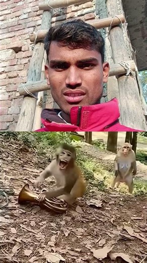 the monkey business development manager at home