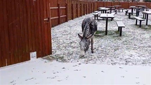 Winter at Hillside 2026... ...Please Share Donkeys coming back in from a romp in the fields on a snowy day at Hillside Shire Horse Sanctuary | Hillside Animal Sanctuary