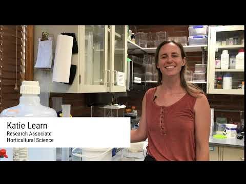 Preparing Truffle Roots for Microscope Examination