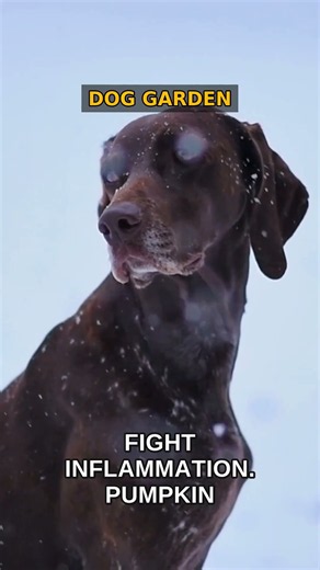 Foods That Help Relieve Dog Arthritis Pain | Top Picks!