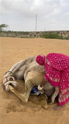 Treating a Camel’s Itchy Legs While It Searches for Food