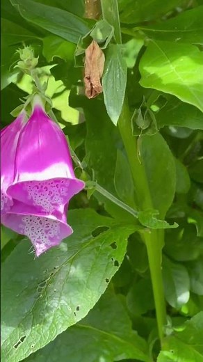 It’s Not a Weed! 🌸 Meet the Foxglove That Can Stop Your Heart ❤️ | Digitalis Purpurea Facts