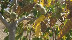 Open Air Walnut Tree Fruit On: stockbeeldmateriaal en -video's (rechtenvrij) 1098278287 | Shutterstock