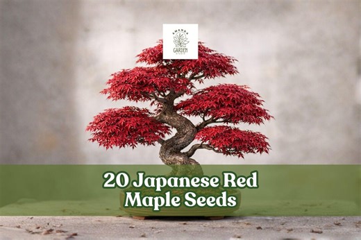 20 Japanese Red Maple Seeds – Acer Palmatum Bonsai - Etsy
