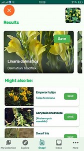 PlantSnap.com identifies Dalmatian Toadflax (Linaria dalmatica), a herbaceous plant native to western Asia and southeastern Europe that has become a weed in other areas. | PlantSnap | Facebook