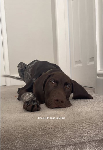 Understanding the Sass of German Shorthaired Pointers