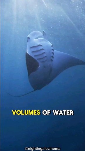 Manta Rays Using Barrel Rolling to Feed.