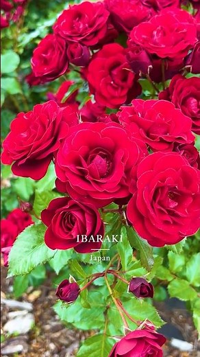 Hitachi Seaside Park -国営ひたち海浜公園-