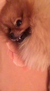 3.8K views · 517 reactions | Cute pomeranian pup via Julia Kovaleva | BuzzSharer Pomeranians | Facebook