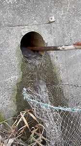 Aggressive catfish under the pipe | Mel Olivares
