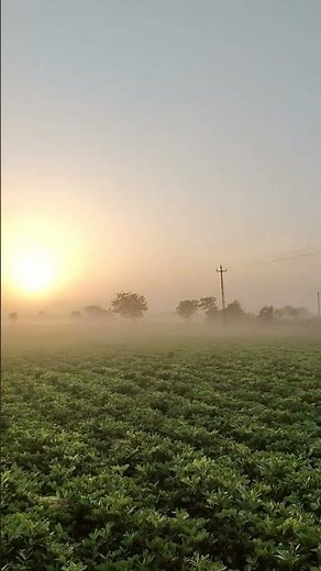 "Growing Peanuts: A Complete Guide to Peanut Farming"