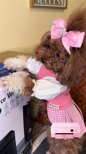 Contact me, Paisley Nicole for all of your IT needs. 💻 #itdepartment #dogsoftiktok #teamwork #epsonprinter #prettyinpink @epson