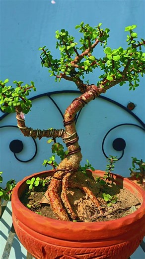 Jade Plant Care, How to make Jade Bonsai, Bonsai beginners Hindi, Jade plant pruning, Money plant