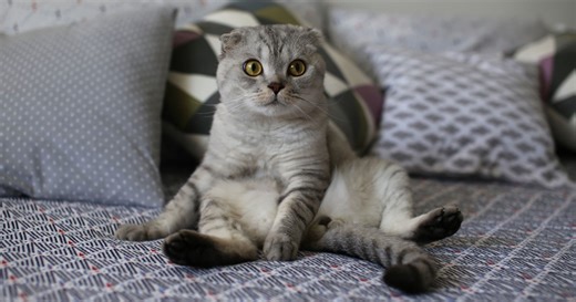 Comment appeler un chat de façon efficace ? La science a enfin une réponse.