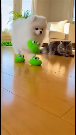 He Committed to the Strut and There Is No Turning Back #dog #shorts