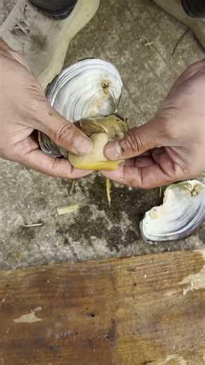 First time opening a freshwater clam and getting a pearl