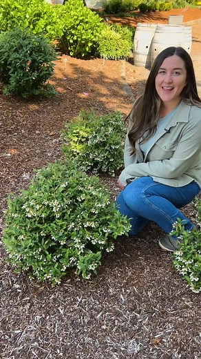 Bountiful™ Baby Blueberry: Perfect for Small Spaces