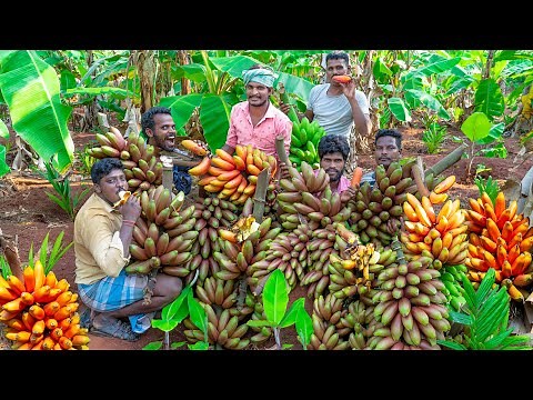 RED BANANAS | Exploring Red Bananas: Harvesting and Tasting in Hill Forest🍌