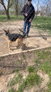 Journey Home GSD Rescue on Reels