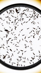 79K views · 1K reactions | Did you know that the twilight zone is real? It's home to sea creatures that play a vital role in maintaining the health of our oceans. But with increasing threats, there's a growing need to protect this crucial ecosystem. Learn more at https://on.natgeo.com/4b9Zhoo | National Geographic | Facebook