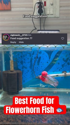 🔴Best Food For Flowerhorn🐟🍗 #shorts#fish#tips#tank #bettafish#aquarium#betta#flowerhornfish