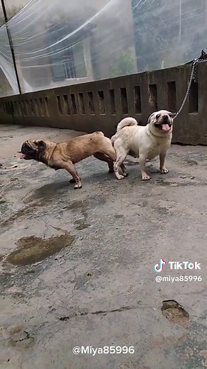 dogs mating full process #dogsmating #usadogsmating #Americandogs #viral #foryouusa🇺🇸