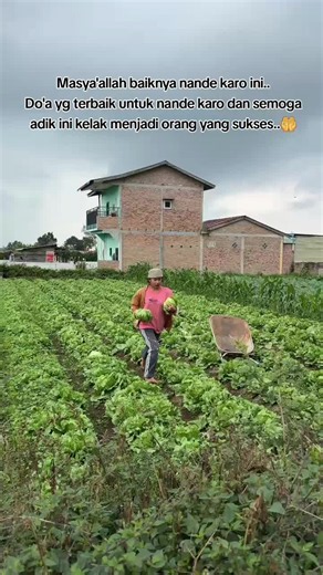 #petiksayur #berastagi @Afriza