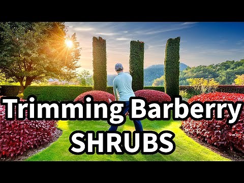 Shrub Plants: How to Trim Barberry Bushes like a Pro #shrubs #trimming #howto