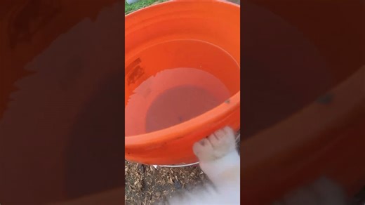 Molly Murder Mittens Goes Wild: A Day in the Life