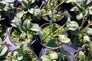 How to identify and manage liverwort in nurseries and greenhouses
