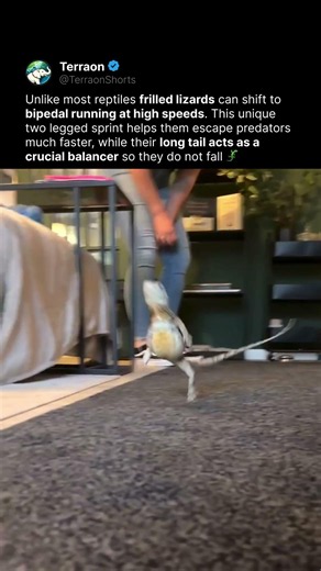 Why Is This Lizard Running on Two Legs?