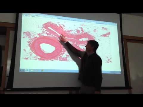 Microscope slides- Arteries & Veins