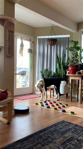 Adorable Sheepadoodle Dog Talks Every Time She Wakes Up from a Nap