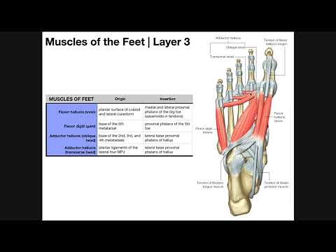 Intrinsic Muscles of the Feet [Part 2] | Layers 3 & 4