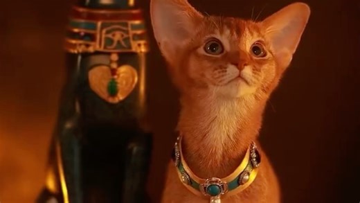 网友可以把他的阿比西尼亚猫养成一只大卡车