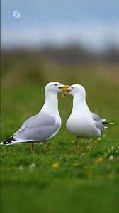 Seagull Love: A Peaceful Moment in Nature 🕊️✨ #naturelovers #seagulls #peaceful