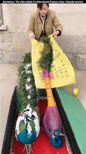 How Farmers Safely Carry Peacocks