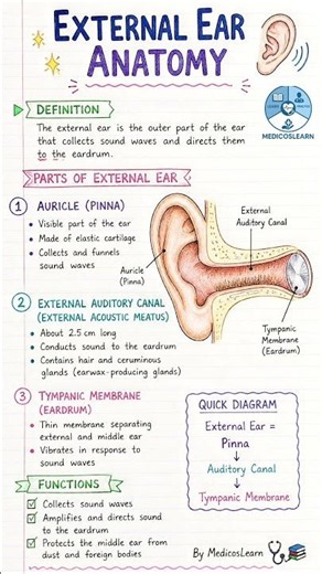 External Ear Anatomy Explained | Parts, Structure & Functions of the Outer Ear | Anatomy Made Easy