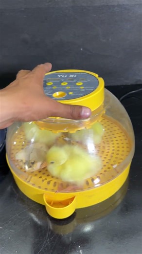 Marvelous hatching in 2 incubators at same time