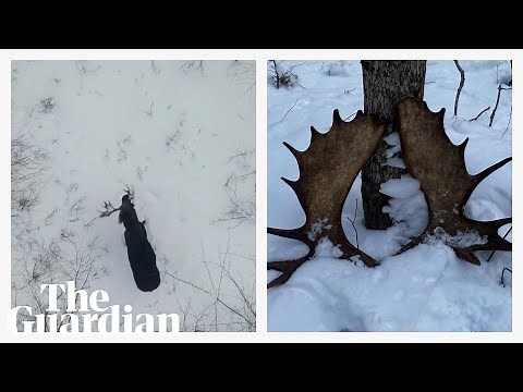 Moose shedding antlers in snowy forest captured in rare drone footage