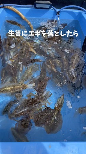 生簀にエギ落としてみたら… #釣り #fishing #エギング #アオリイカ