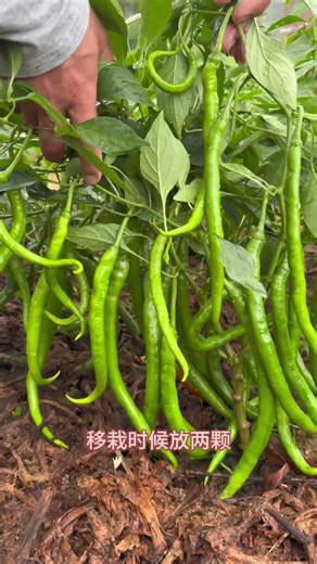 The wealth-promoting tips left by the older generation, remember that you are also a master of vege