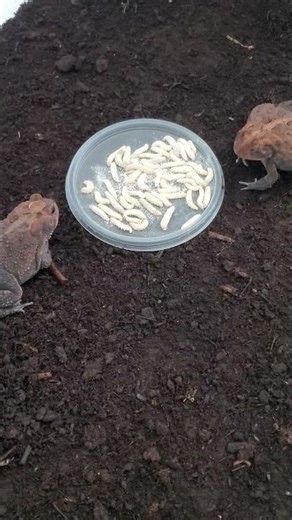 Adult breeder CBB Southern Toads eating wax worms