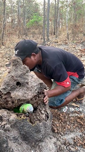 Exploring a Unique Parrot Habitat in Nature