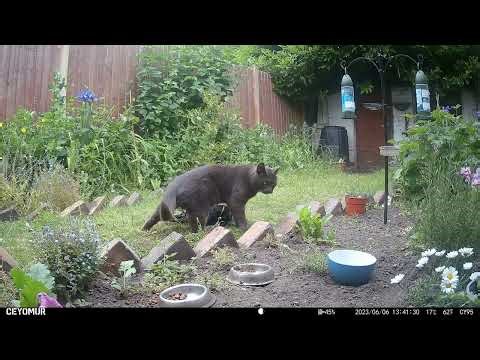 Cat Catches a Crow - 6th June 2023