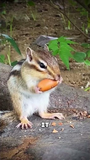 How many nuts fit in those cheeks? 🥜😱 #shorts