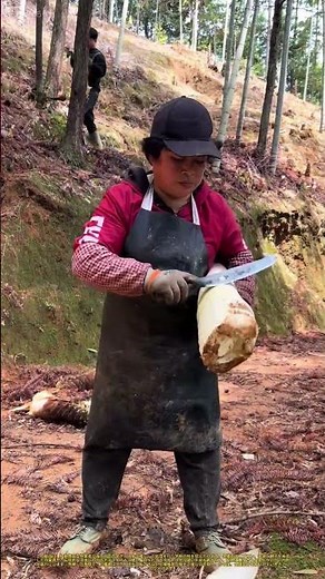 山での収穫：森の竹林で新鮮なタケノコを加工する