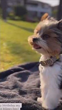 A Biewer Terrier Puppy's Amazing First Year Journey